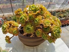 -御林汤泉