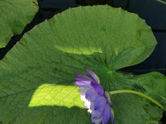 -国家植物园南园