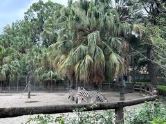 -成都动物园