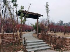 -金银湖国家城市湿地公园