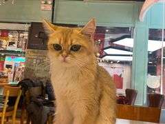 -猫小院猫主题餐厅(三里屯店)