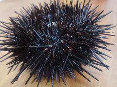 -海胆小馆(东北水饺·春柳店)