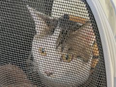 -艾吉宠物医院·疑难杂症转诊中心·猫友好(碧江路院)