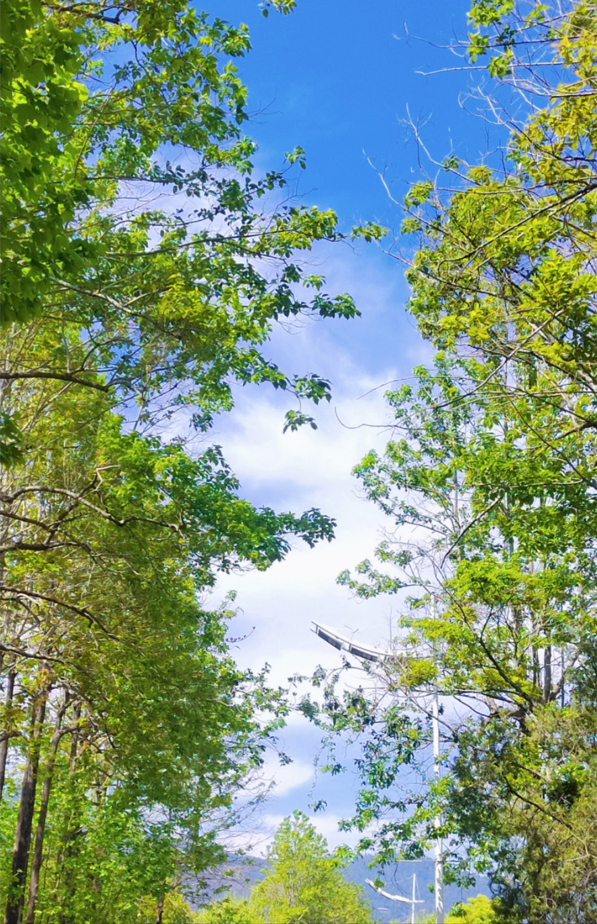 绿色是世界上最漂亮的颜色.