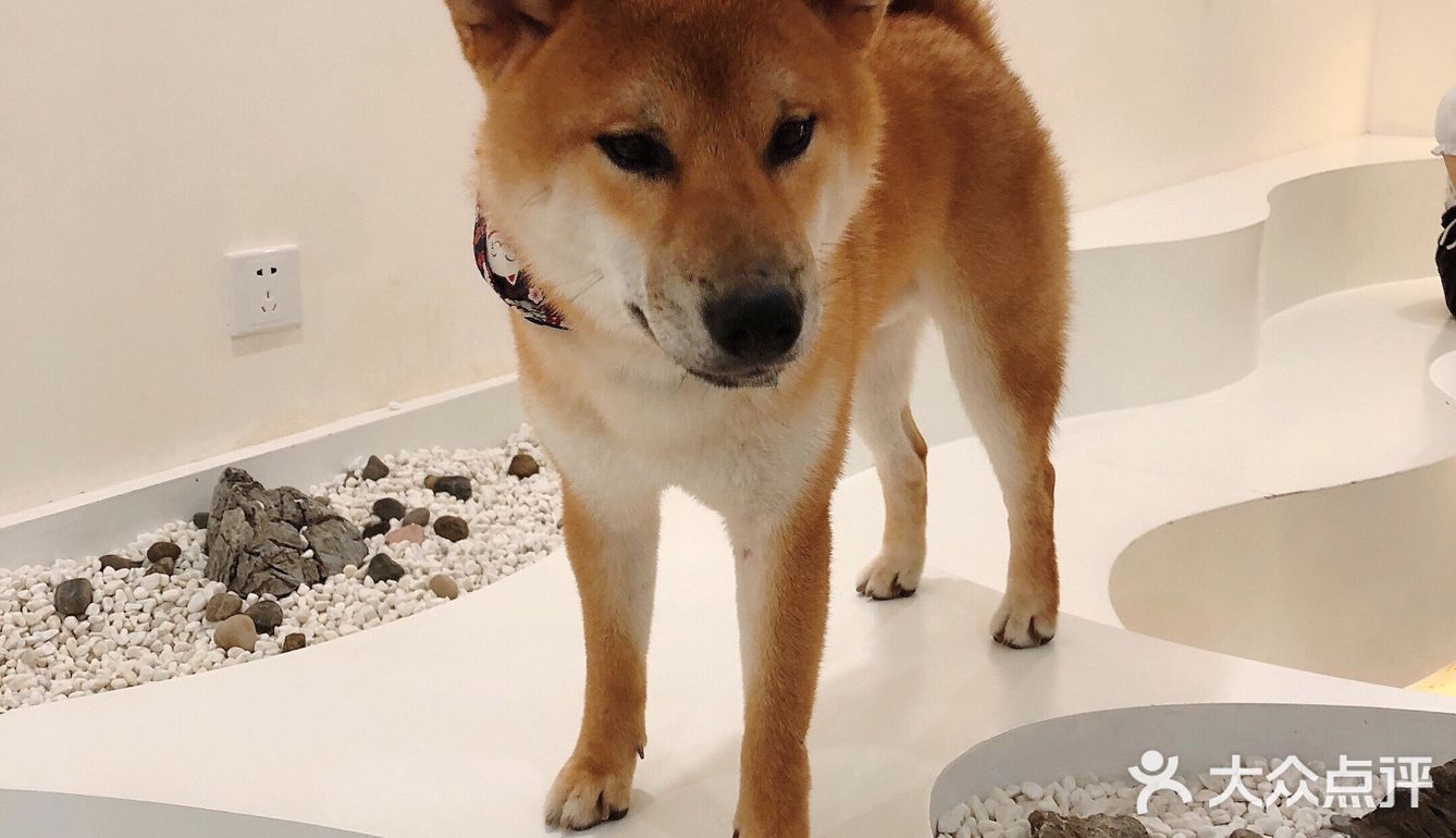 有汪在此🐶超好rua的撸狗圣地～