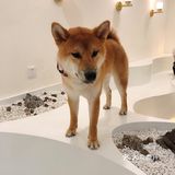 有汪在此🐶超好rua的撸狗圣地～
