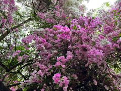 -深圳国际园林花卉博览园