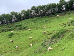 -金盆阿嬷香菇茶叶蛋(玄光店)