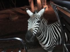 -清迈夜间动物园