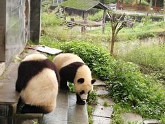 -中国大熊猫保护研究中心雅安碧峰峡基地