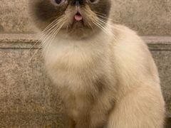 -more than meow吴止猫主题餐厅(承德 中船汇店)