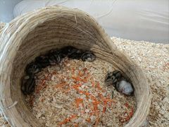 -怪兽屋·羊驼·猫咖·狗咖(俊华广场店)