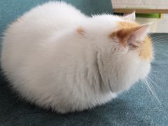 -喵屿·大理花园猫咖