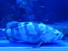 -成都浩海立方海洋公园