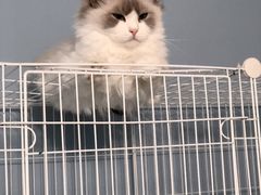 -喵的天空名猫咖啡馆·撸猫·猫舍·用品