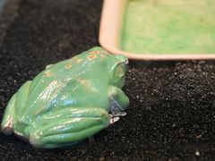 -上海大自然野生昆虫馆(东方明珠·爬宠昆虫探索中心)