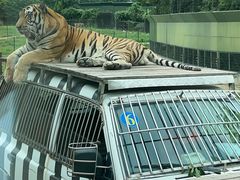 -上海野生动物园