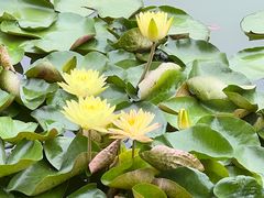 -国家植物园南园