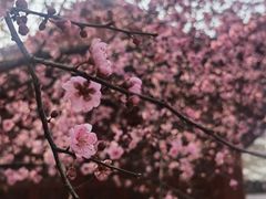 -东湖磨山景区樱花园-停车场