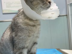 -纳吉亚猫专科动物诊疗中心(蒋宅口分院)