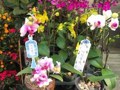 -溪岸路花鸟市场