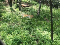 -哈尔滨北方森林动物园