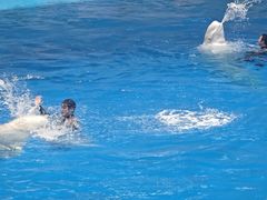 -海合安成都极地海洋公园