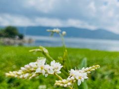 -大理洱海
