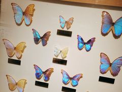 -上海昆虫博物馆