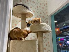 -猫小院猫主题餐厅(三里屯店)
