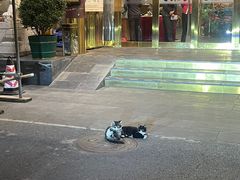 -九花山烤鸭店