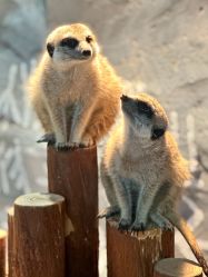 -Zoolung Zoolung动物主题公园(海信广场店)