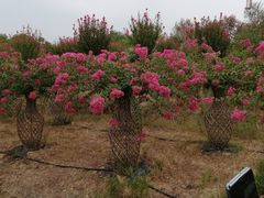 -武汉紫薇都市田园