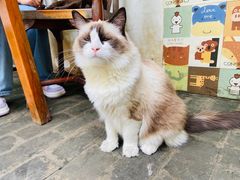 -喵屿·大理花园猫咖