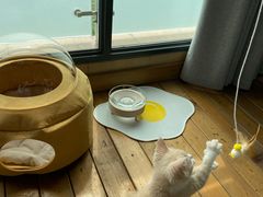 -东方名猫馆·英短金渐层布偶猫舍(环线广场1号楼店)