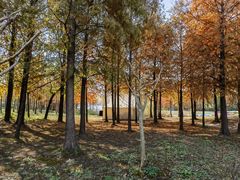 -上海长兴岛郊野公园