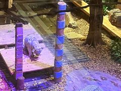 -麒麟中餐厅·经典粤菜·地道菜式老字号(广州长隆酒店)