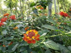 -福建鲤鱼洲酒店