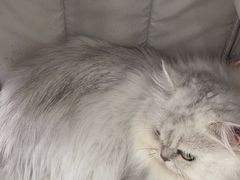 -创凡宠物医院·骨专科  猫科中心(西乡分院)