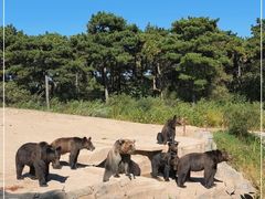 -沈阳森林动物园