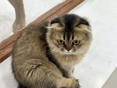-共舞时光猫咖·狗咖(新街口店)