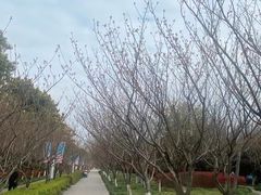-高东镇樱花园