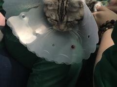 -瑞派长江宠物医院·猫科·外科·24小时夜护(谊城公寓分院)