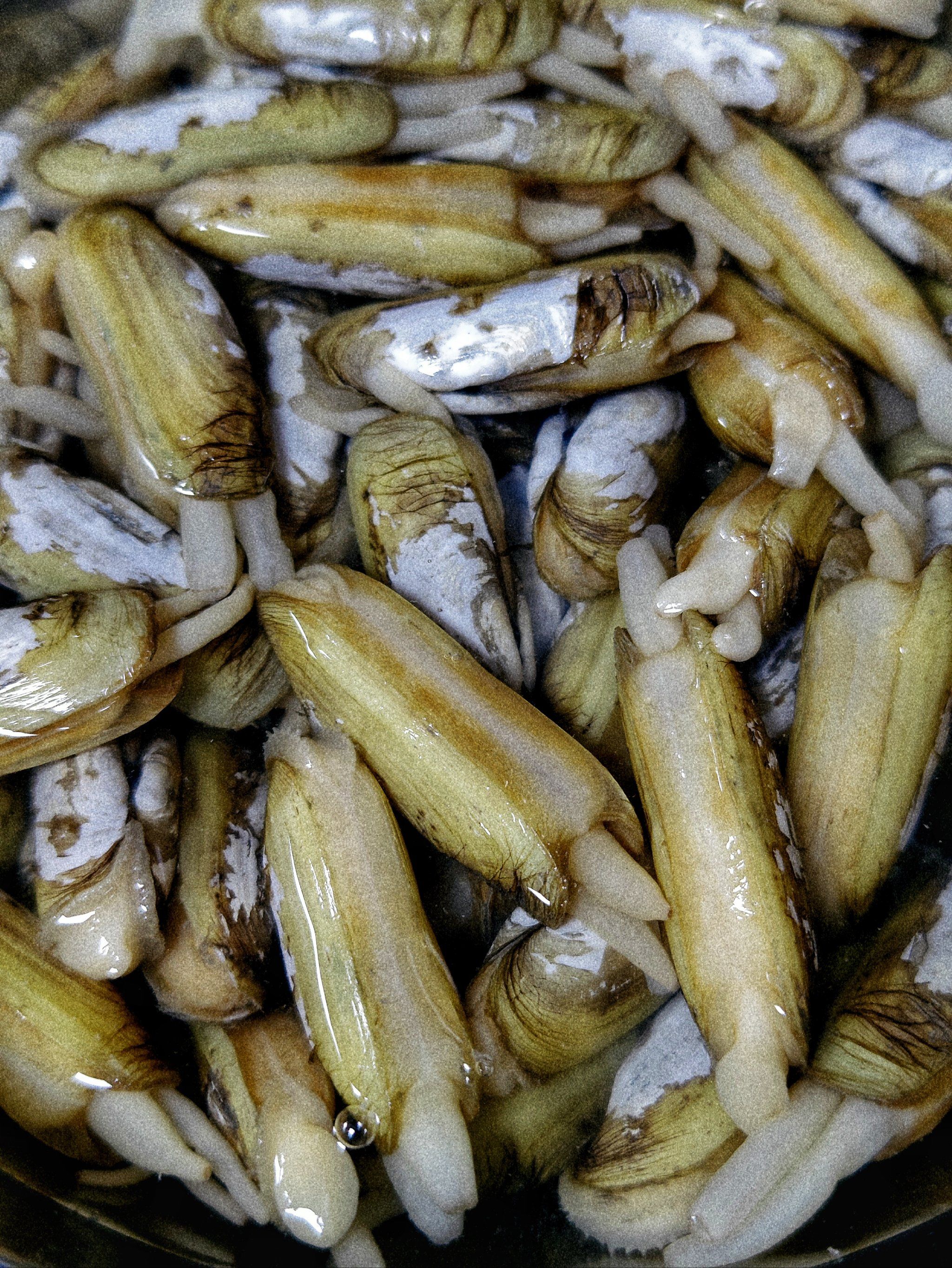 一直喜欢吃蛏子