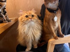 -MOCHA明星猫咖(田子坊店)
