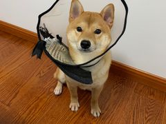 -翊宠yipet猫狗购宠庄园犬舍•猫舍