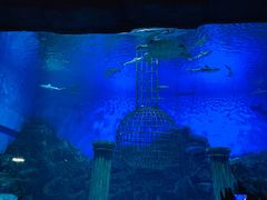 -芜湖新华联大白鲸海洋公园