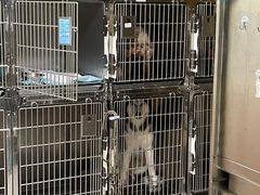 -乐琪宠物医院·犬猫专科·骨外科·急重症