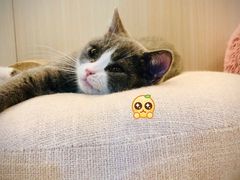 -momokira米努特·德文卷毛猫·棉花面纱犬