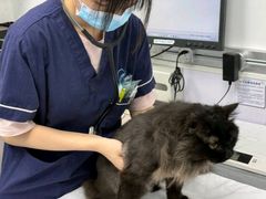 -宠物星动物医院·眼科·异宠·猫科(江南大道总院)